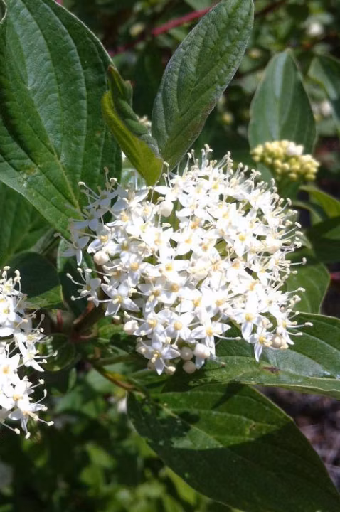 444d44bd880dcebfec8b6e2adf2c29da