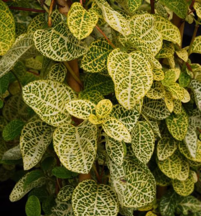 44541176cba02dfc27b5ff4fb3bbd1c4