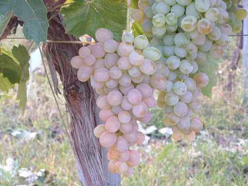 4482d1ae71c003f9c04321aa026ecefa