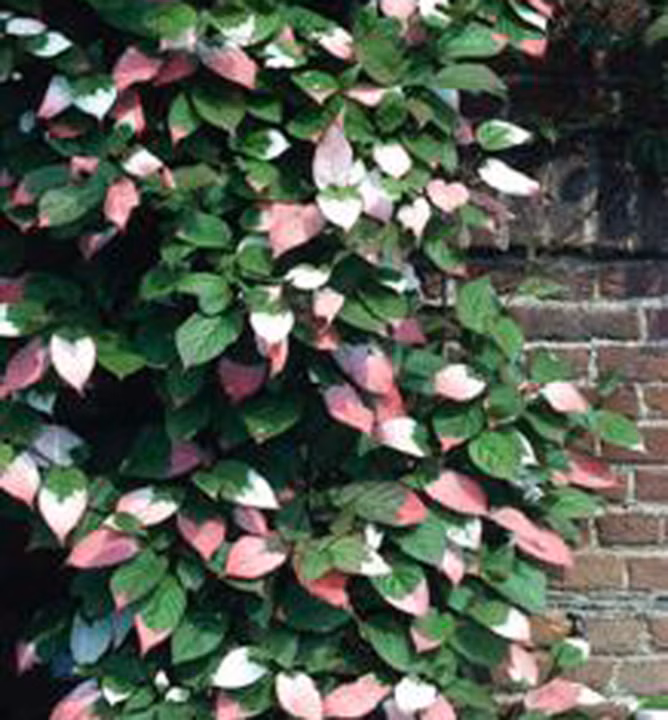 44aa9963fbaf4fa800c4d25ff8925363