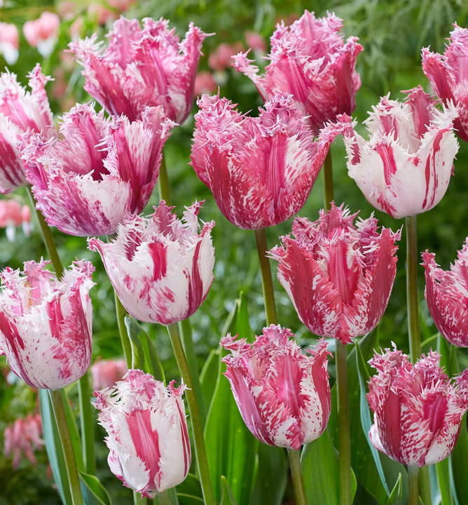 44c6c47be48e3f42a8131228d82e2d5d