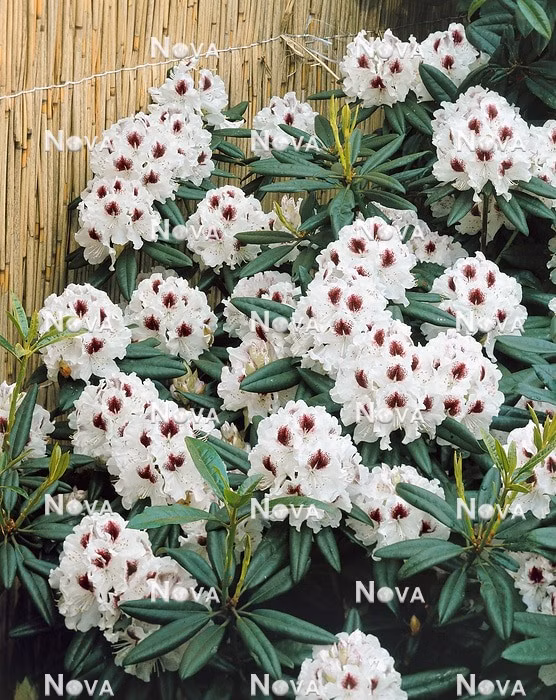 44ccd57edfa0792def762e9bbf415f3a