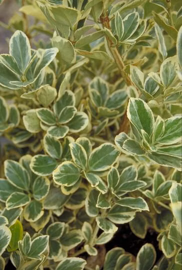 44e0f25525ab89c02093996f2077fffa