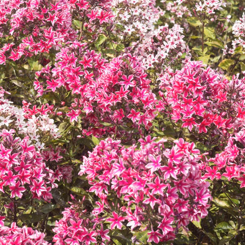 450852b795052c282da5cb4ba54d7a95