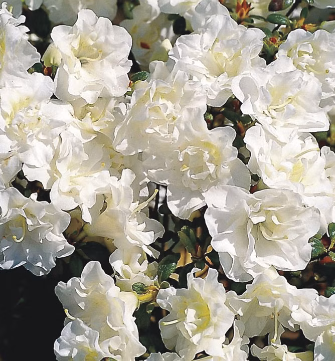 454497b9c6eff9eda577f4ee5efd7eac