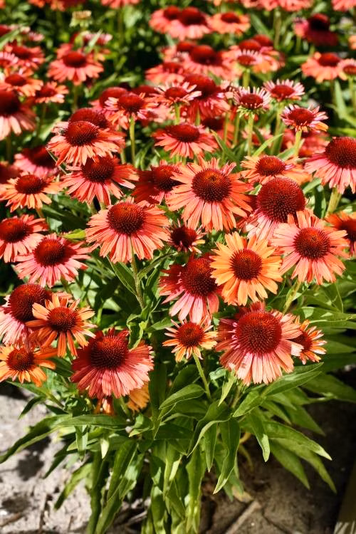 457660a6cca91476e88d7051e471701e