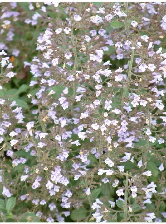 4584a43f1612471d494a0db421e12092