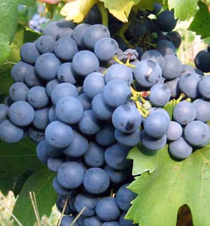 458fd6bdd83e2012374c0dc4a1a08290