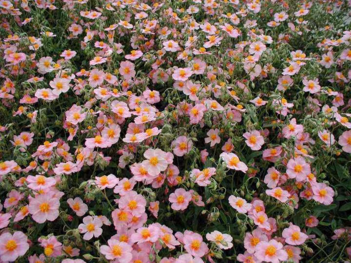 459fb31d248ad889d465e61ca5825197