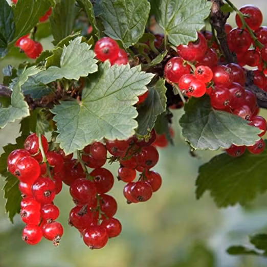 45c64929da312d1680eeab9e944cbbfd