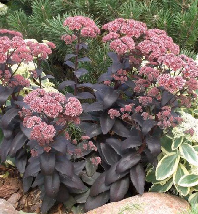 45dcaf0a4e4e732fb887f9c673dd5e9c