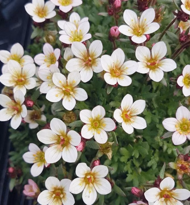 45efe0180e83105eab3bc1387c3412b6