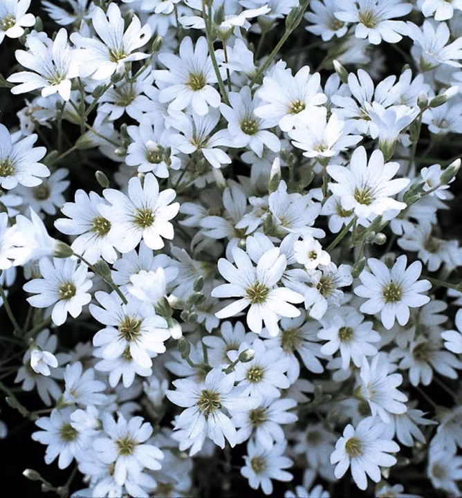 46246d4768cb7090e10f1d65577588e5