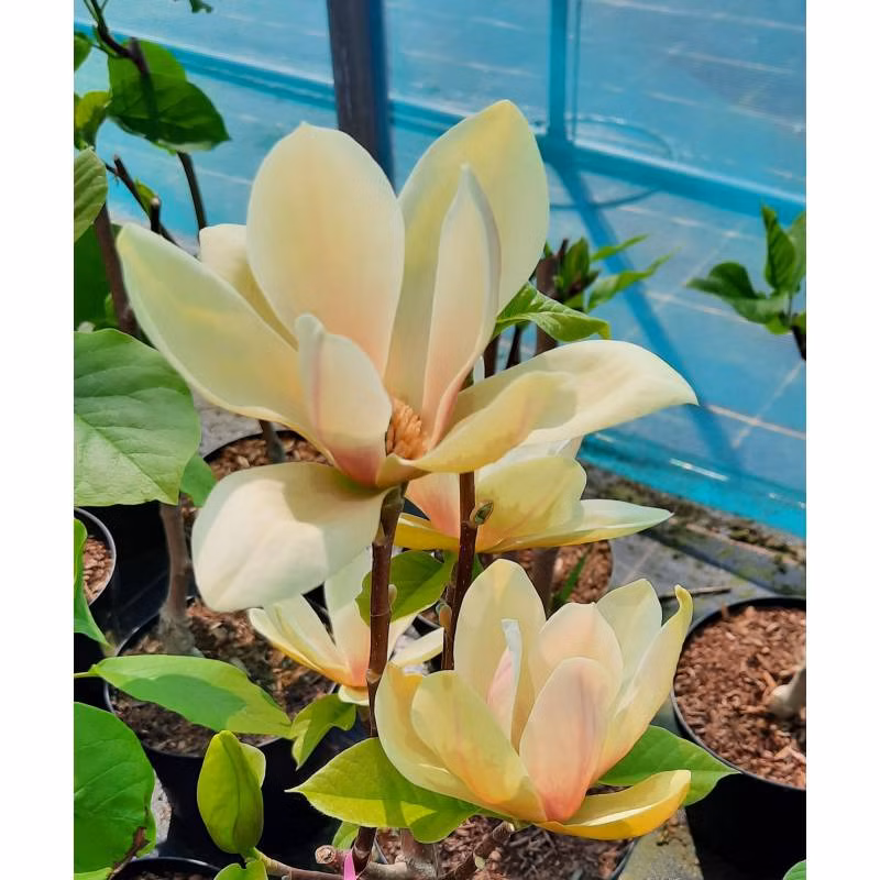 462f647eda6a3baab9a50fbda0ccb51d