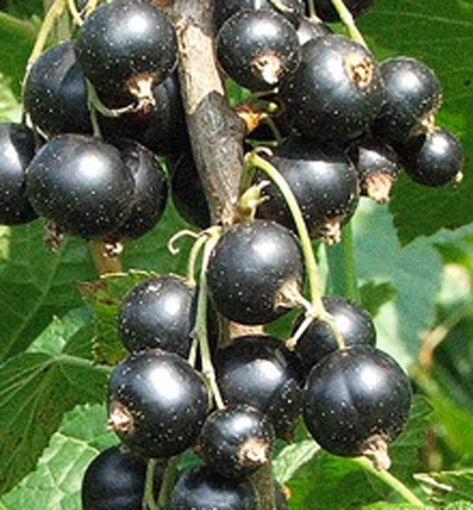 463134cd493ed5369c586ab956082489