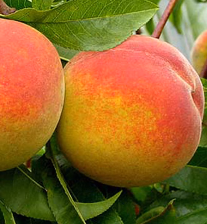 463320c3c55649d7973f3a630d44c40d