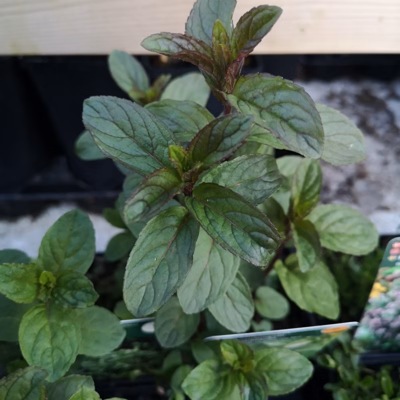 465f96256914512326c9982c8fc37886