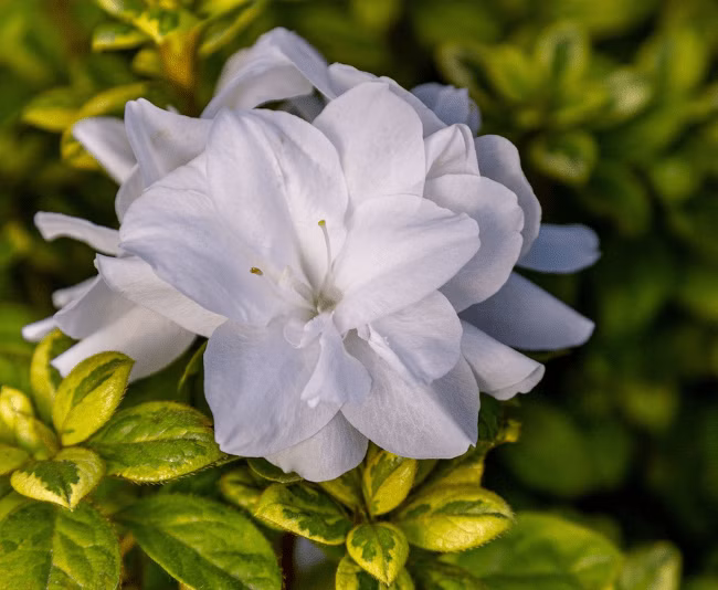 46802b36695153f6c764c54f0b985e9f