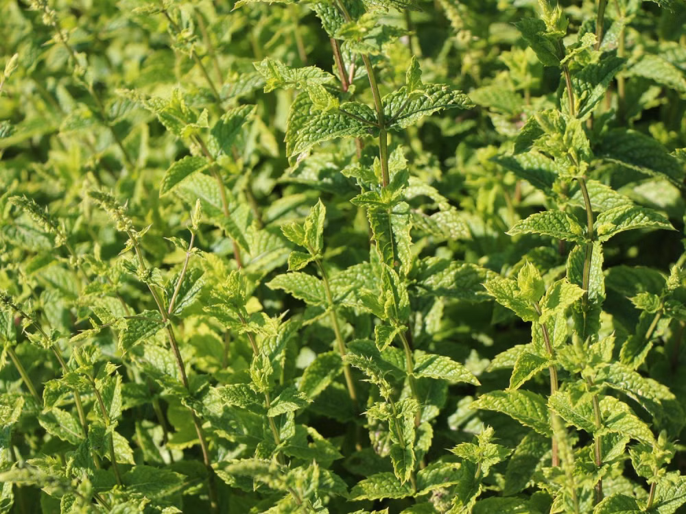 4683552799abc71692be033347a04dc6