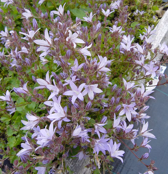 46d693dc9eaa331d15e78f8be961b3da