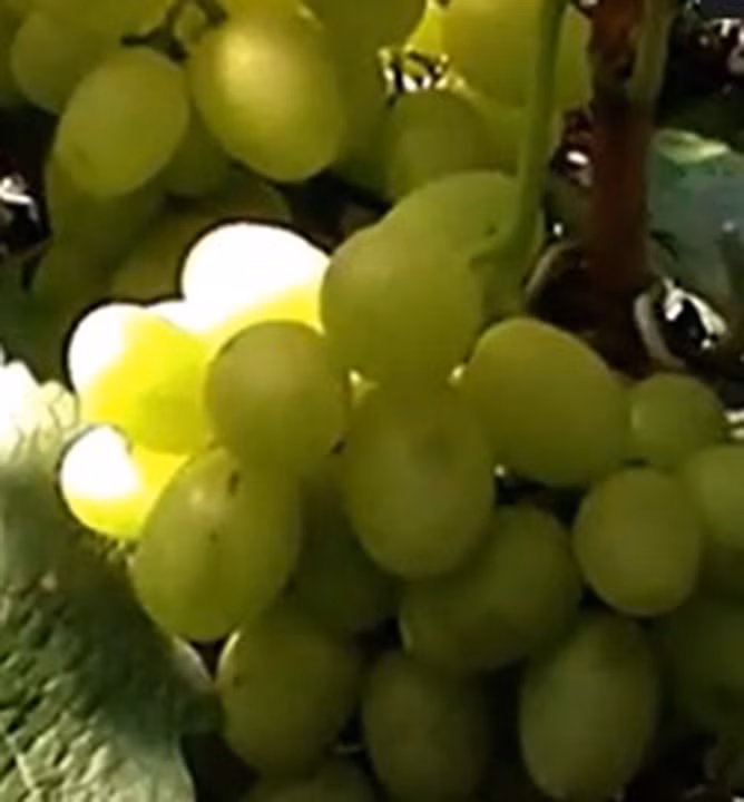 47187b7eebd308b2cb45dce0221ad09c