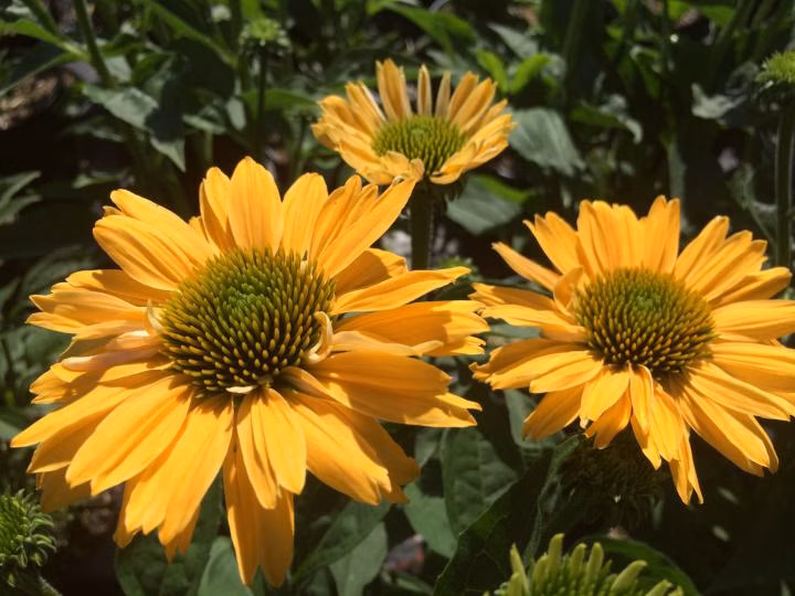 472805a60a2cb73c1647abc8cd4429a8