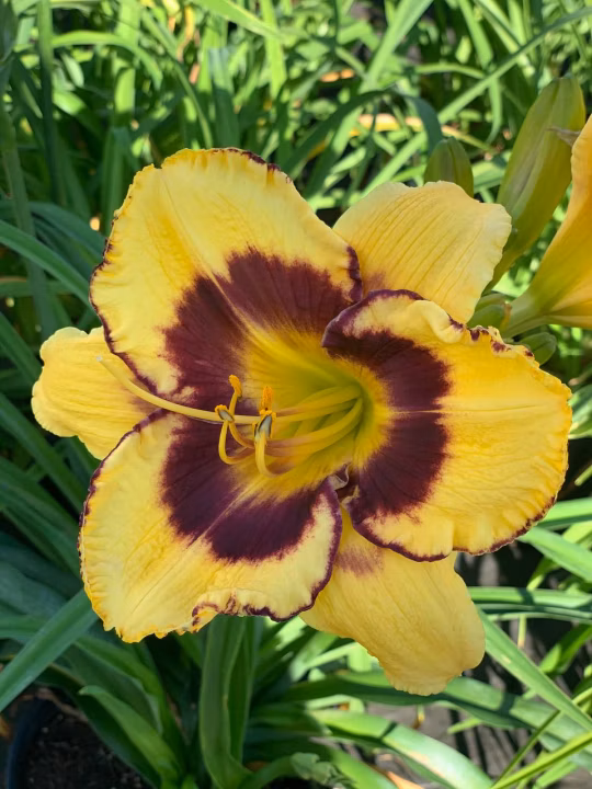 473008e49def9d4f3e8c353dcaa2c819