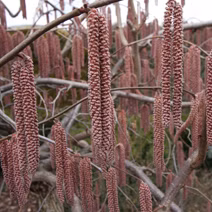 47427152b6bf9155991fc798e1430ac8