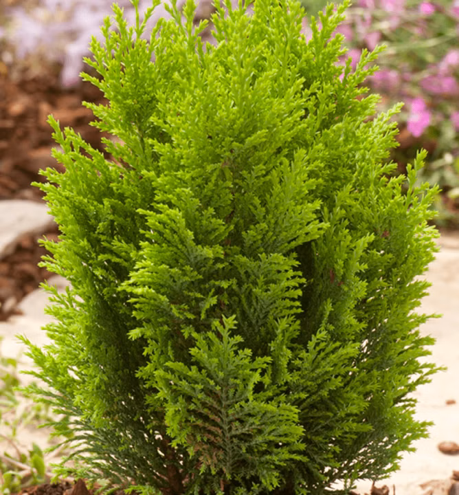 4749059efa4b045d9c1ceb337fec5153