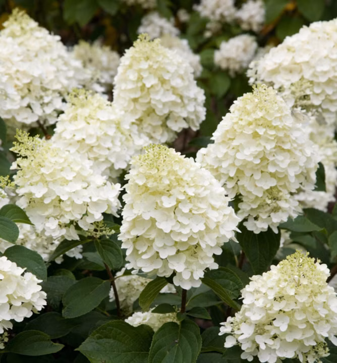 474f1266495e752c95fe7f73f347f2ed