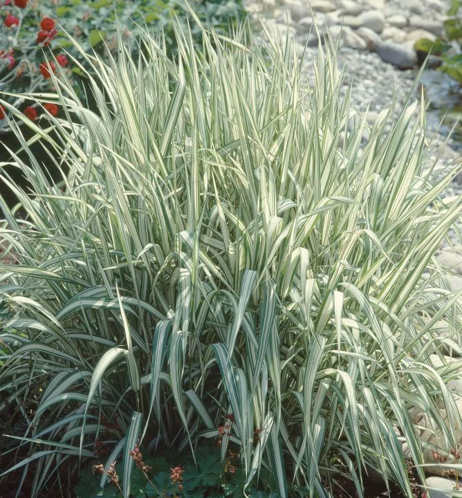 4785f025e4aa3ca566e1d3079b85233e