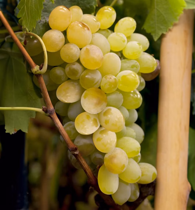 47882524ecc192b0fbb3d3a7f3882481