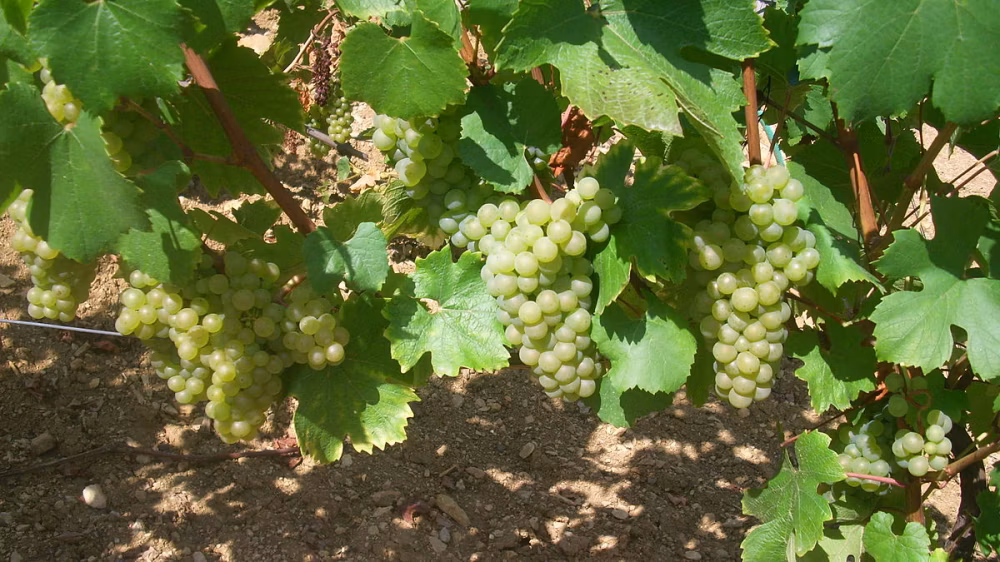 47bec6b8dceb3749ac168b9e1ae577ef