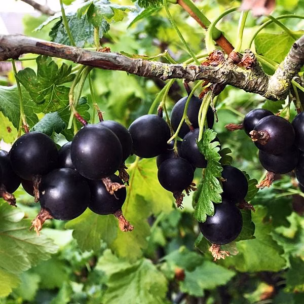 47c4dc9698e50127a0cc81a464e16581