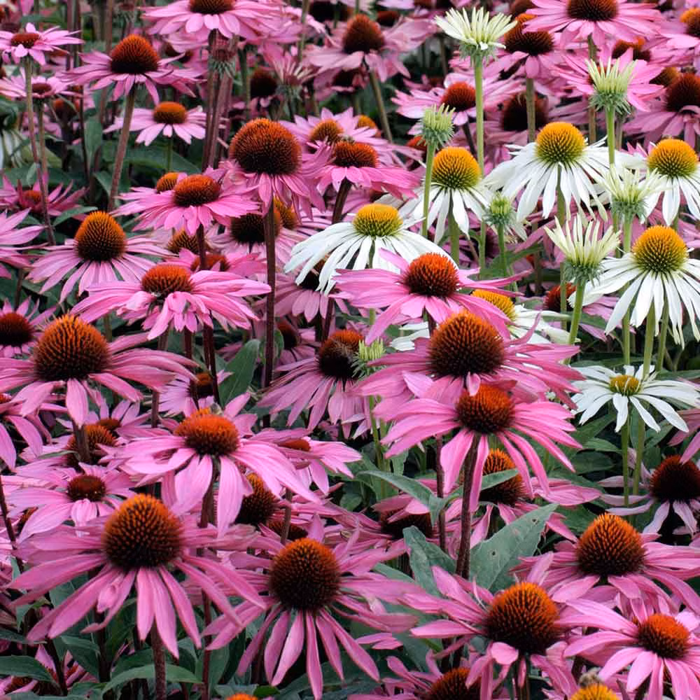 47cf98b32f3346f7b73c8269806dfe77