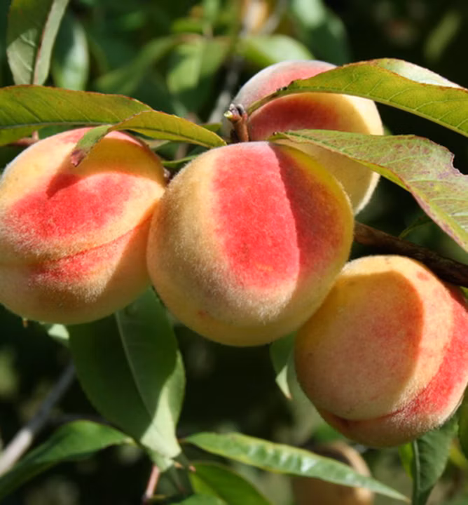 4807949c18452843f98b3ac0f2ec8556