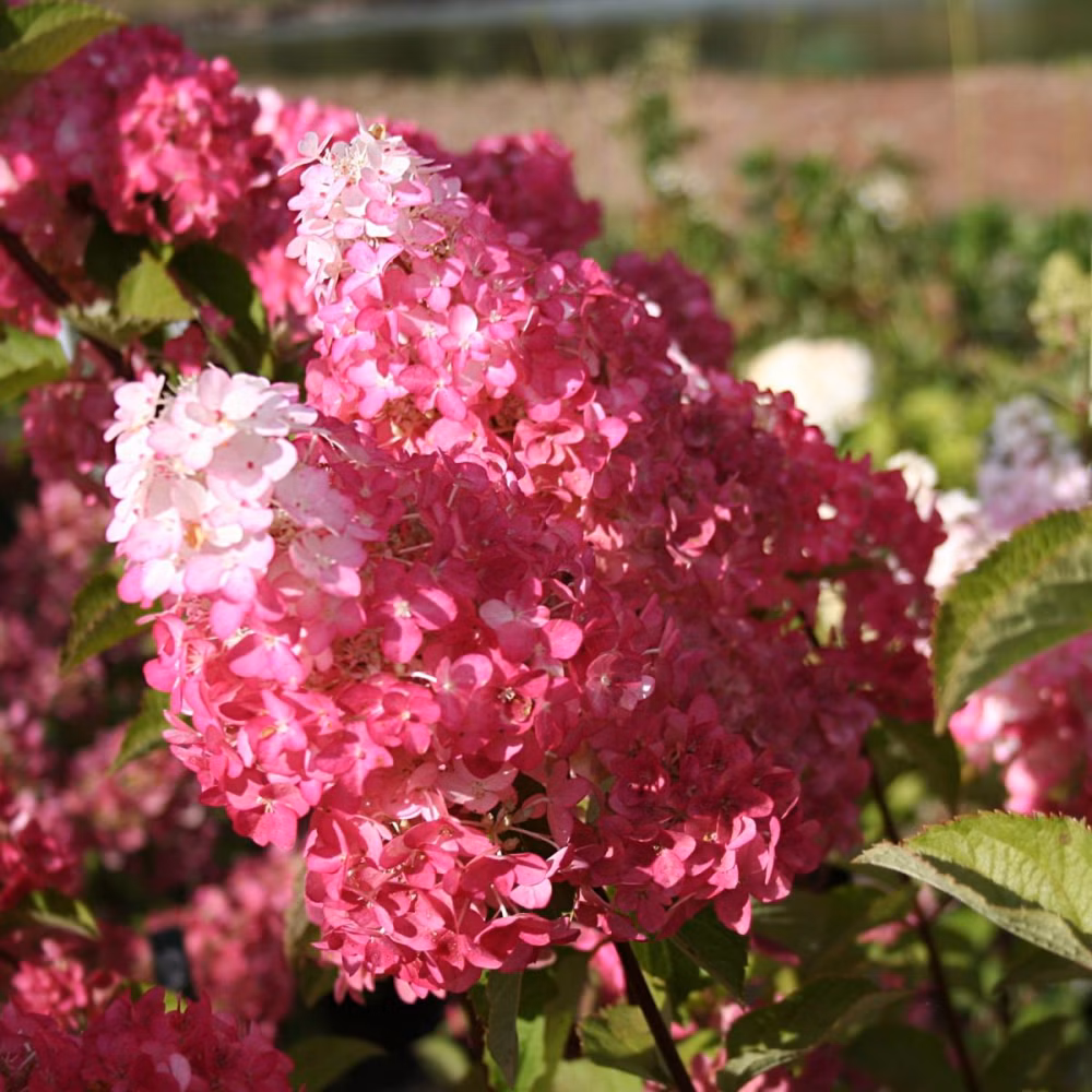 48143055ecb8b1fc1d2a8e398a8923da