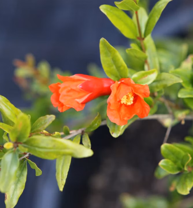 48205bddeca729bd47f1dfed22bcc6fb