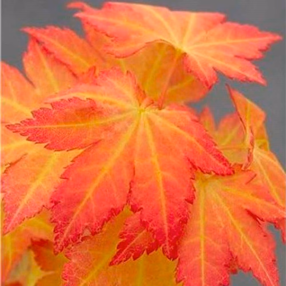 484237c9f885b47ad4fe5c61c96015d5