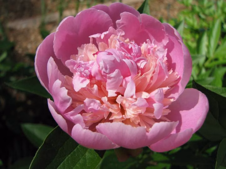 485b1c28b871654ebc756f846505e44c