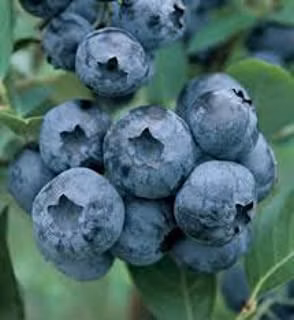 486fa596b59ddc51a55e424053de731e