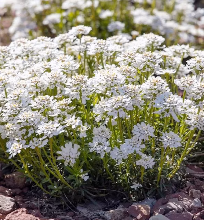 487046aa6d20c3dca3c306e5dbac4e8a