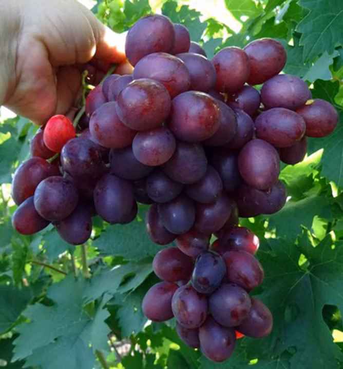 48c673bac6a793e3620af4db53230504