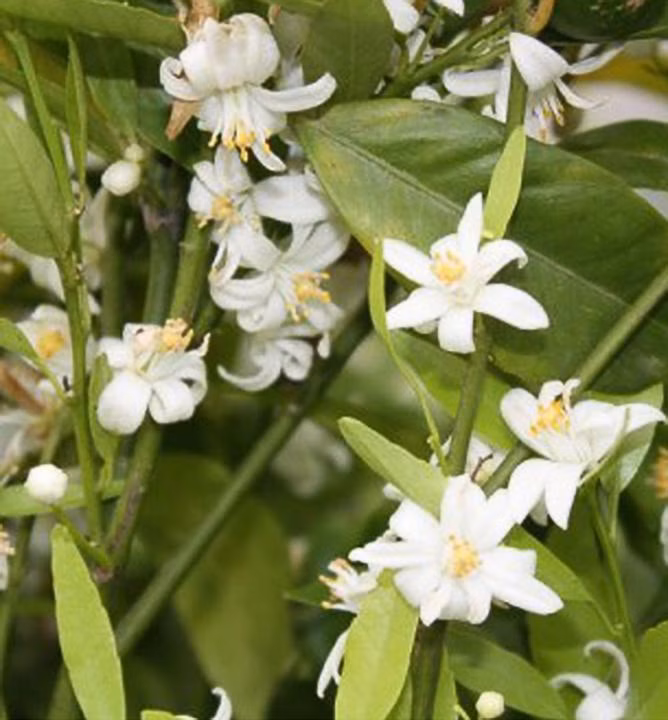 48cb97db67c52ce862643cb10fb63b42