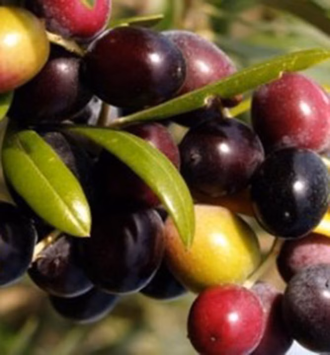 48e76b9f5f8cbc68f3e85fab16a93c70