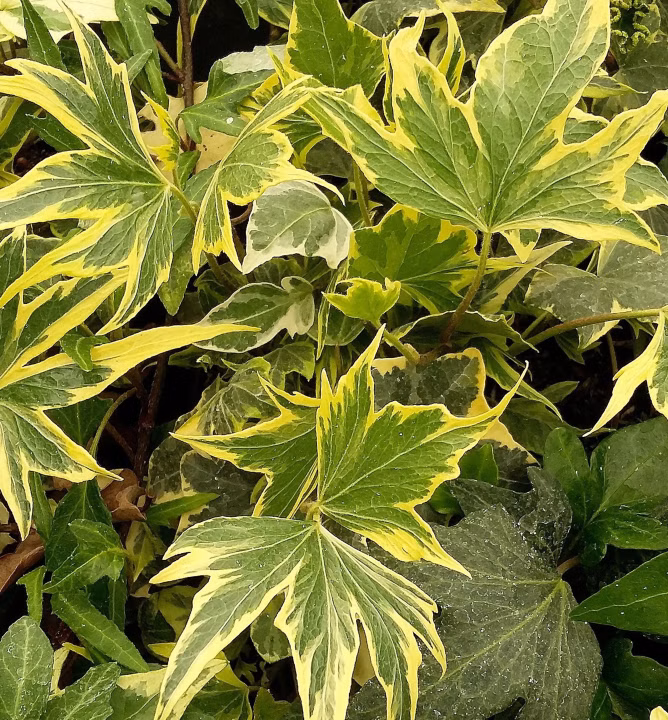 4933c591202673ee2a4369e0d67adbdf