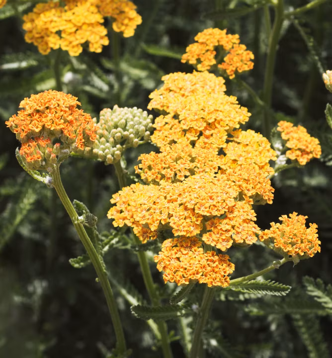 4987c5eed3d60ba2076090a61ab40fd7