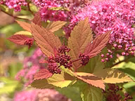 498b79116185c1d096c4df07fa9a09d1