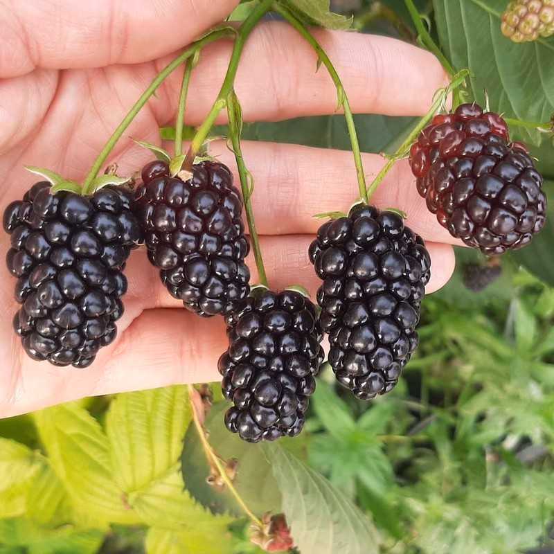 498c4ab3787837053fea21ea9c1543fb