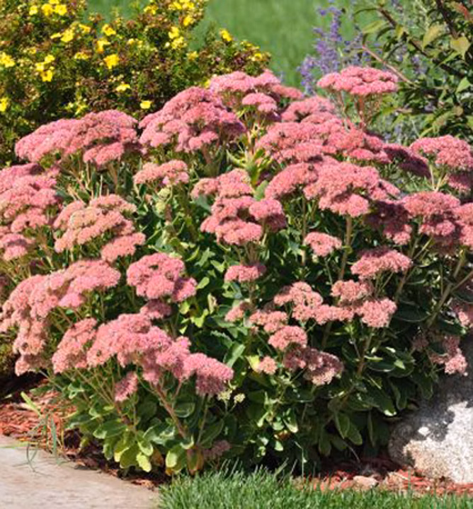 498fba6eddf10ef2e3b177e831c07015